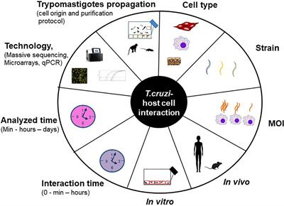 Transcriptional Studies on Trypanosoma cruzi – Host Cell Interactions: A Complex Puzzle of Variables